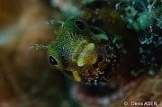 Acanthemblemaria spinosa-Bonaire Buddy reef-35m-20180219-Denis-ADER-C_6920-1_tn
